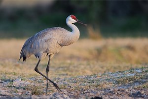 Sandhill Crane: The Ultimate Guide - Operation Migration
