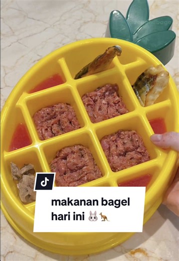 Rekomendasi Makanan Anjing Sehat Hari Ini