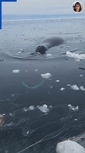 89K views · 550 reactions | It's not every day you find a whale at your feet!  | Daily Mail Video | Facebook