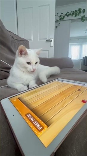 cat playing iPad games