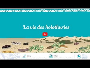Ma vie de bêche-de-mer en Océanie - La vie des holothuries