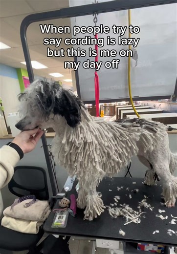 Dog Grooming Tips: The Case Against Cording