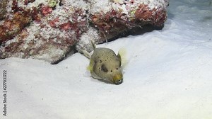 Blackspotted Puffer, Arothron nigropunctatus getting cleaned by cleaner Shrimps