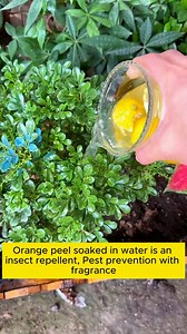 37K views · 412 reactions | How to add phosphorus to plants? #backyardgardening #gardeninglife #vegetablegardening #vegetablegarden #gardeningtips #gardeninglove #organicgardening #gardensofinstagram #gardenideas #urbangardening #gardeningistherapy #gardeninggoals #homegardening #gardeninspiration #lovegardening #gardeningisfun #countrygarden #veggiegarden #happygardening | Pro Gardening | Facebook