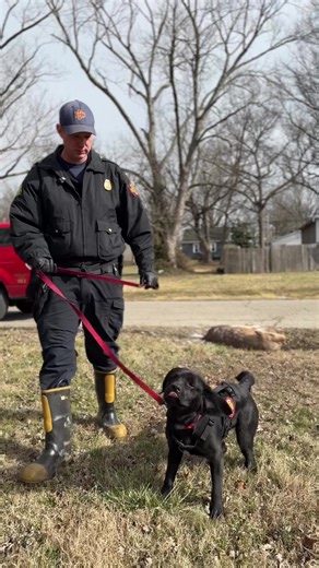Indie's Nose Knows Gasoline: A Dog's Alertness