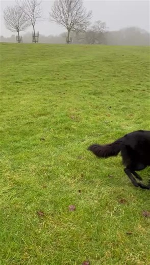 Puppy Puddle Time is the beatest 💛🖤 #GSD #UnconditionalLove