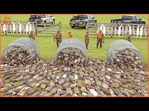 How Hunters And Farmers Fought Off Millions Of Rats And Rabbits Invading New York | Invasive Species