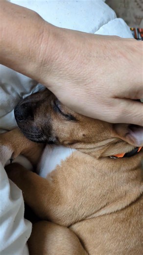 2.6K views · 112 reactions | Petite nouvelle dans la famille Amal ... Qui veut dire "espoir" en arabe et "puissant" en ostrogoths 藍 Une tite fifille d'amour qui fait déjà craquer tout le monde | Emma Poppy | Facebook