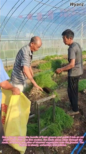 Farmer Cutting Vegetable Roots with Chaff Cutter | ASMR Farm Work