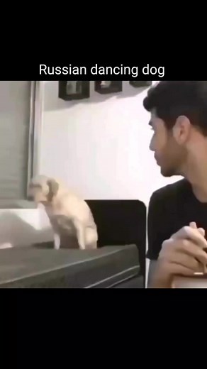 Funny Russian Dancing Dog Meme Compilation