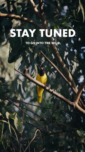 154K views · 2.3K reactions | Gear up to capture wild and nature in its full glory with Auditya and the vivo X300 Series. What do you think the next twist in the wild will be? Are you readyyyy? Launching on 2nd December,12 PM #vivoX300Series #GoIntoTheWild #vivoIndia | vivo | Facebook