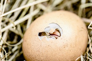 How does a chicken grow inside an egg? – How It Works