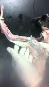 Anatomy and physiology cat muscle dissection part 2