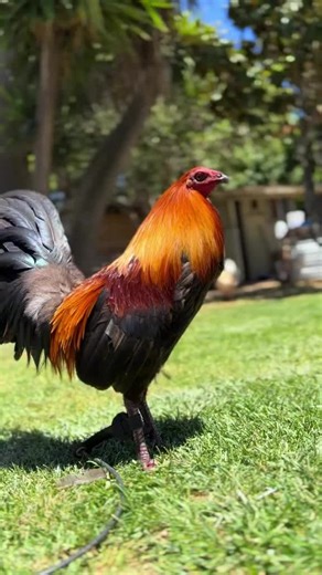 James gamefowl (@james.gamefowl)’s videos with original sound - James gamefowl