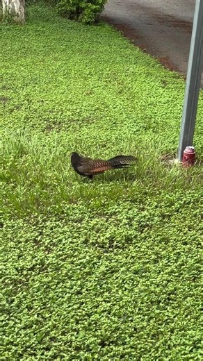 Native Australian Bird Spotted in My Backyard | Amazing Australia Wildlife Documentary Style