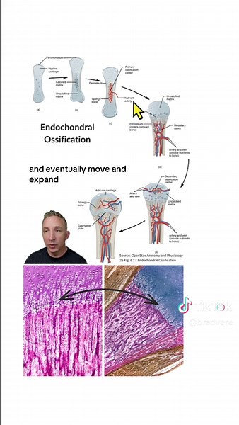 Endochondral Ossification Explained: A Key in Bone Development
