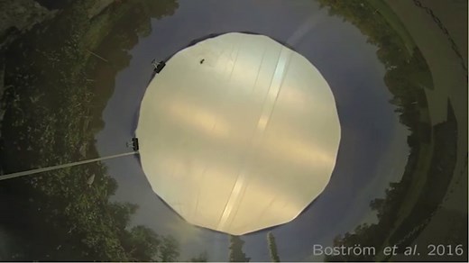 Advantage of the ultra-rapid vision discovered in birds | Daily Mail Online