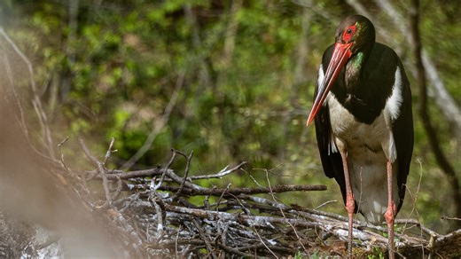 Filming rare birds in their hidden mountain nest