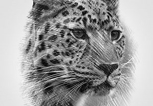 Photoshop in 60 Seconds: How to Create an Easy Sketch Effect With Actions | Envato Tuts