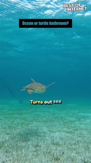 Underwater Comedy: Diver Meets Turtle || Best of Interne