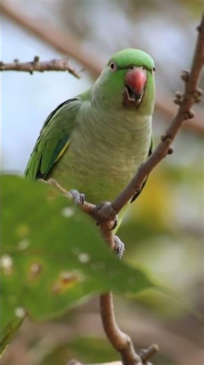 parrot says happy Birthday