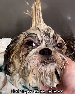 651K views · 2K reactions | Look at these dapper dogs ❤️ (tiktok.com/@catherrera & instagram.com/catthedoggroomerr) | BuzzFeed Animals | Facebook