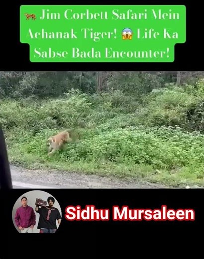 🐅Jungle Safari Mein Achanak Tiger #travel #jimcornette #tiger #safaricar #nature #naturelovers #road