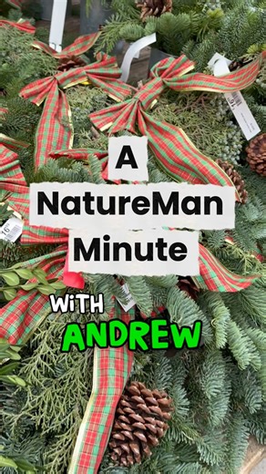 Allisonville Home & Garden by Sullivan on Instagram: "Preserving Fresh Greens with Andrew! NatureMan shares tips & tricks for spraying your evergreens 🌿 Now is the perfect time to get your live greens!! #NatureManMinute"