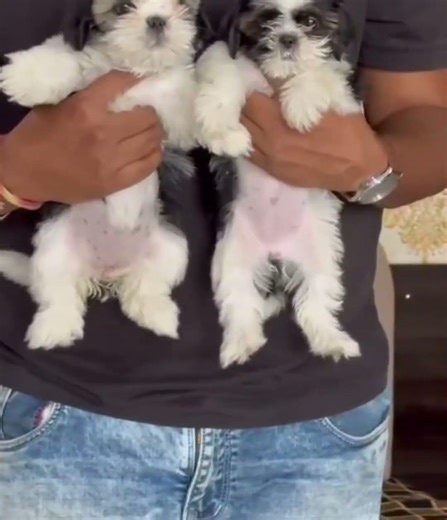 Shih Tzu Puppy • Very Reasonable Price • Mumbai | Cute & Healthy Pedigree Line