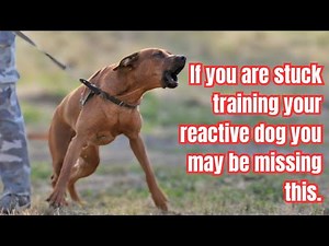 5 MUST have REACTIVE dog skills BEFORE you introduce TRIGGERS to STOP reactivity.