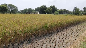 Greenland Reaper Binder Machine #machine #agriculture #thresher #maize #agriculture | Vishavkarma Dirba