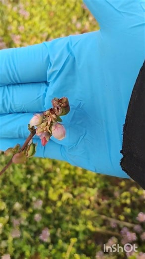 3月月末ブルーベリー花地植、鉢植え