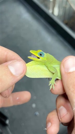 HerpTime on Instagram: "I think my lizards are broken! They’re squeaking! Not many lizards are capable of vocalization, but at least 16 species of anoles are, and here are just a few examples in my collection. They usually only make these noises when being handled or fighting over territory with one another. From shrill squeals to soft chirps, the range in all the different species is intriguing. I keep several other species that will vocalize, but comfort of the animal comes first so if they we