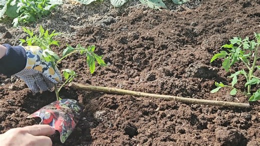 123K views · 883 reactions | Il est temps d’installer les tomates, en...