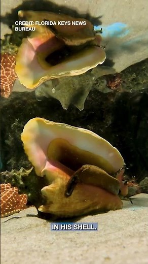 Florida Queen Conch Predicts 6 More Weeks of Winter