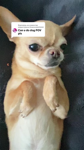 Engaging ASMR Experiences with Dogs