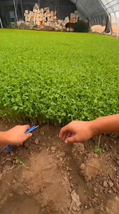 Naturally Growing Fruits You Won't Believe