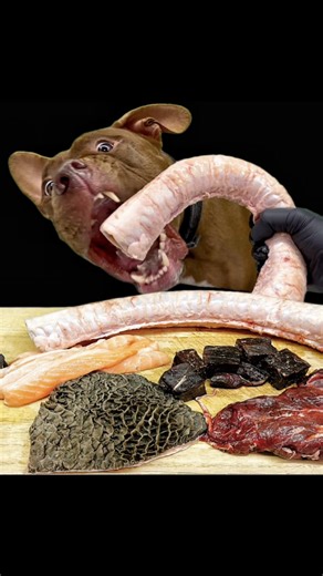 ダギ男さんの洗濯機のホースを食べる瞬間