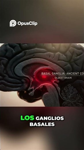 The 3 brains explained: which one really controls you #anatomy #truth