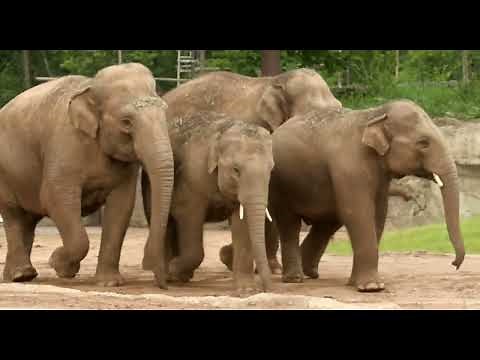 Elephants Explore New Yard in Elephant Trek - Cincinnati Zoo