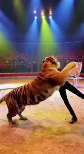 Tiger Attacks Trainer in Circus Arena! 😱🎪
