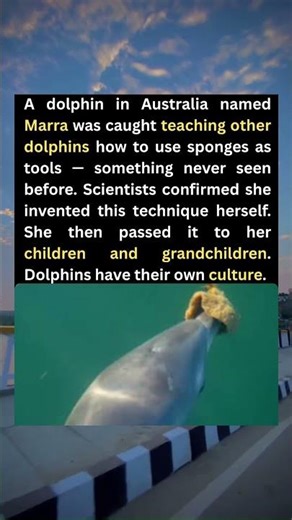The dolphin invented a tool and taught it to her children. #animals #dolphinfacts