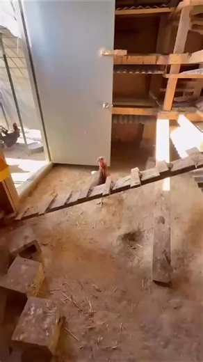 Charlie’s showing off the freshly cleaned barn! We give it a full refresh every week to keep our ranch kids and feathered friends happy - and all those clean outs go straight to our compost pile that’s used in our pollinator garden! Happy animals, healthy soil, full hearts! | Capella Ranch