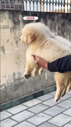 Free Free Golden retriever puppies 👍👍