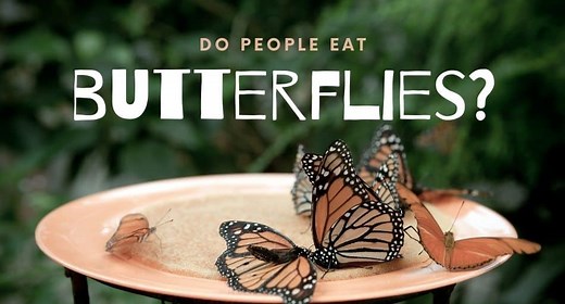 Do People Eat Butterflies? - UntamedAnimals