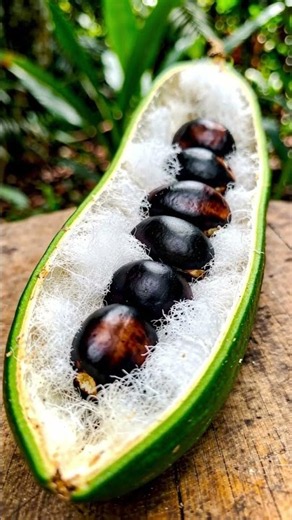 ¿Conoces la fruta que tiene “algodón” comestible? 🌿🤍#Guaba