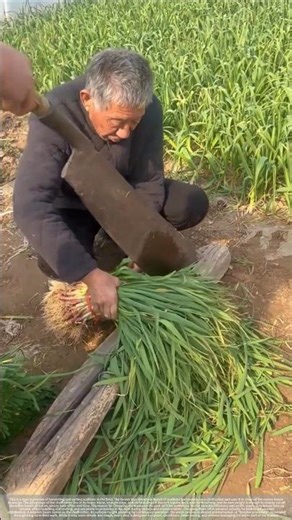 Chopping scallions with a guillotine: Every slice is a lesson learned.