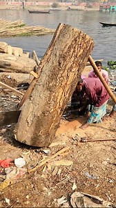 A group of people cutting down a large tree using primitive methods | Amazing Bangla