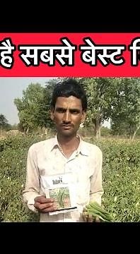 Hybrid Bhindi/Okra RHS Vidya-2636 Farmer Feedback from Western UP- Religro Hybrid Seeds.