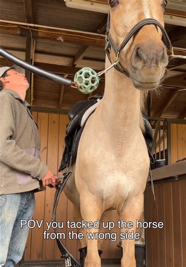 #Horsesandhumor #horse #equestrian | horses